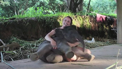 大象 抱 抚摸 有爱的