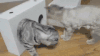 喵星人 钻洞 卡住 生无可恋 折耳猫