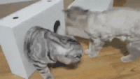 喵星人 钻洞 卡住 生无可恋 折耳猫