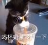 萌宠 猫星人 喝杯奶茶冷静一下 可爱 搞怪 逗