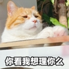 萌宠 喵星人 你看我想理你吗 高冷 呆萌 搞怪