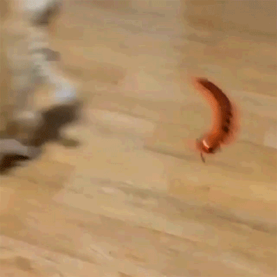 猫 蜈蚣 玩耍 转圈