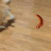 猫 蜈蚣 玩耍 转圈