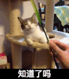 猫咪 喵星人 知道了吗 搞笑 可爱