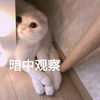 萌宠 猫星人 暗中观察 偷偷看 呆萌 可爱
