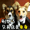 狗子 萌宠 可爱 汪星人