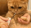 猫咪 呆滞 剪指甲 呆萌