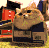 卖萌 猫猫 小房子 可爱