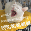 哈哈哈 开心 猫 搞怪 逗