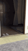 猫头鹰 呆萌 可爱 萌宠