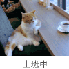 上班中 猫咪 咖啡店 眯眼
