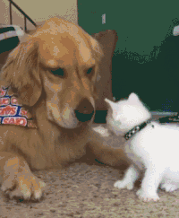 狗狗 猫咪 搞笑 可爱 有爱