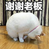萌宠 喵星人 谢谢老板 十分感谢 呆萌 可爱