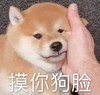 萌宠 汪星人 摸你狗脸 安慰 搞怪 逗