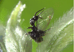 吞噬 昆虫 模仿大师：哥斯达黎加昆虫 纪录片 蚂蚁 蝉