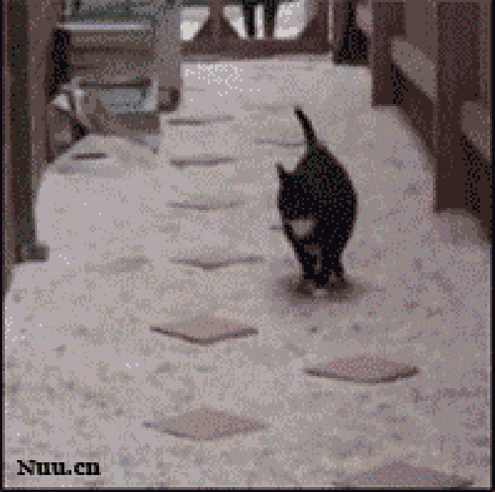 猫咪 跳跃 踩地砖 爱干净