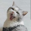 萌宠 猫星人 干 加油 可爱