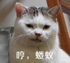 萌宠 喵星人 哼 蝼蚁 呆萌 可爱