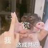 萌宠 猪 达成共识 就这么说定了 活泼 机灵