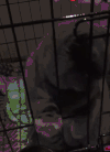猫咪 笼子 可爱 萌宠