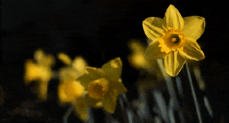 花朵 黄色 盛开 绽放