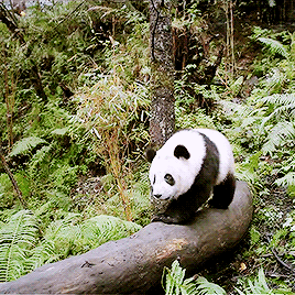 熊猫 爬行 可爱 国宝