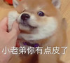 萌宠 汪星人 小老弟你有点皮了 警告 搞怪 逗