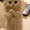 萌宠 动物 猫 可爱 萌 拜托