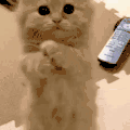 萌宠 动物 猫 可爱 萌 拜托
