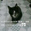 萌宠 可爱 猫咪 你的眼睛呢