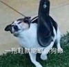 萌宠 汪星人 一脱鞋取你狗命 生气 呆萌 可爱