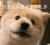 萌宠 汪星人 你怎么永远话那么多 好奇 搞怪 逗