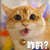 咋的 蒙圈 猫