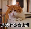 萌宠 猫星人 人为什么要上班 无奈 呆萌 可爱