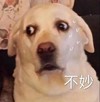 萌宠 汪星人 不妙 冒汗 呆萌 可爱