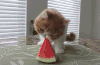 西瓜 猫咪 可爱 萌萌哒