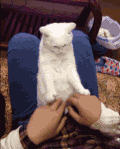 猫咪 学习 开心 搞笑