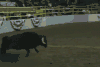 菊花 生活 搞笑 gif