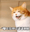 萌宠 猫星人 一整天在网上逼逼赖赖 搞怪 呆萌 逗