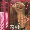 沙雕猫 猫咪 猫 可爱猫 猫表情包 猫咪表情包 小猫