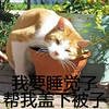 喵星人 吸毒 我要睡觉了 帮我盖下被子
