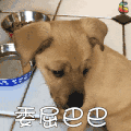 萌宠 狗 汪星人 委屈巴巴 soogif soogif出品