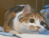 猫咪 大眼睛 趴着 萌宠