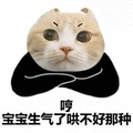 萌宠 猫咪 猫 喵星人 哼 宝宝生气了 哄不好那种 生气