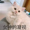 萌宠 猫星人 女神的凝视 期待 呆萌 可爱