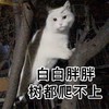 萌宠 猫星人 白白胖胖 树都爬不上 呆萌 可爱