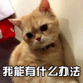 猫 萌宠 喵星人 我能有什么办法 无奈