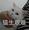 萌宠 猫星人 猫生艰难 太难了 搞怪 呆萌