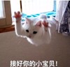 萌宠 猫星人 接好你的小宝贝 我来了 搞怪 呆萌