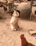 二哈 汪星人 可爱 萌宠 狗狗